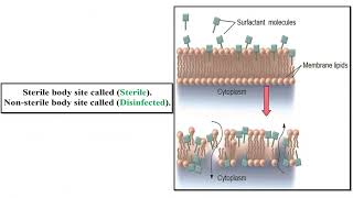 Sterilization and Disinfection [upl. by Anitirhc66]