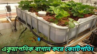 Aquaponics বাগান কি ভাবে করবেন। এবং মাছ এবং সবজির রেজাল্ট কেমন হয়। [upl. by Atineb]