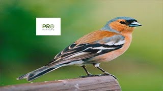 Common Chaffinch Call  Birds Sounds 2022 صوت طائر الصلونج [upl. by Stultz]