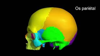 Ostéologie du crane [upl. by Honora]