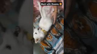 😂🤩tipsy trending doglover cute trendingshorts motherslove [upl. by Imhskal]