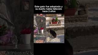 🙀🙀RESCATE DE GATOS Y CURIOSIDADES SORPRENDENTES😲😲gato curiosidades curiosidadesdegatos [upl. by Sigismundo]