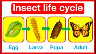 Insect Life Cycle 🤔  Butterfly amp Dragonfly life cycle  metamorphosis vs incomplete metamorphosis [upl. by Avivah]