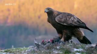 Das Leben des Königs der Berge  Steinadler Doku [upl. by Hrutkay]