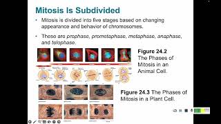 Cell Cycle 1 Stages of Mitosis [upl. by Herwig]