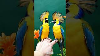 what do you think Two vividly colored birds shortvideo [upl. by Nosretep]