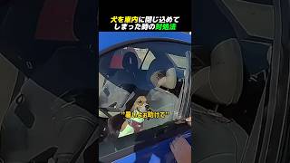 犬が車内に閉じ込められた時の対処法 shorts [upl. by Bennett]