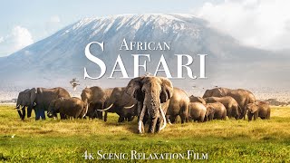 African Safari 4K  Scenic Wildlife Film With African Music [upl. by Chew]