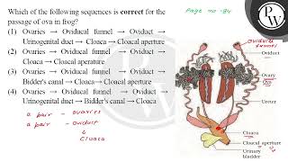 Which of the following sequences is correct for the page no 84 passage of ova in frog [upl. by Callida]