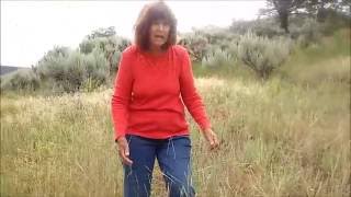 How to Identify Western wheatgrass – Pascopyrum smithii  Colorado Native Grass [upl. by Lodhia39]