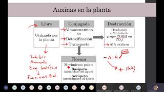 Laboratorio de Fisiología  Efecto de las auxinas en el crecimiento y desarrollo [upl. by Ahsilef]