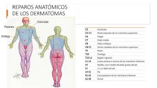 Dermatomas y sus reparos anatómicos [upl. by Eislrahc]