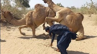 Tharparkar Desert Camels are enjoying together in the desert village Desi Perkins [upl. by Fabi]