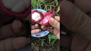 How to eat Mangosteen fruit MaiMai shorts food fruit delicious viral [upl. by Sivel]