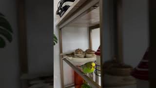 budgie budgies budgiesfeeding budgielove budgiesbirdshortsvideo [upl. by Ainitsirk]