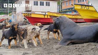 Sea Lions vs Dogs  4K UHD  Mammals  BBC Earth [upl. by Noiek]