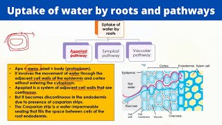 Uptake of water by roots and pathways  Symplast Apoplast and Vacuolar pathways [upl. by Naej]