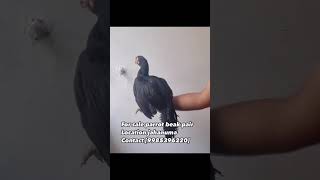 For sale parrot beak Aseel youtube chicken aseeldesimurgifreerangefarm youtubeshortsviralshort [upl. by Annissa679]