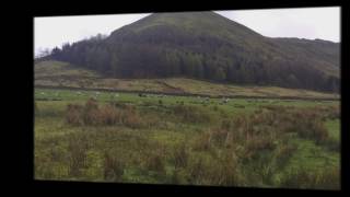 Herdwick Sheep Lake District in Beautiful Scenery [upl. by Trisa96]