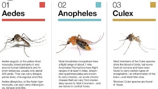 Difference bw life cycle of anopheles culex and aedes mosquito [upl. by Hgieleak466]