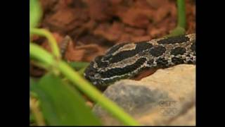 Rattlesnake Bite  Antivenom rushed by COPS quotOPPquot [upl. by Cletus]