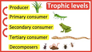 Trophic levels  Producer primary consumer secondary consumer tertiary consumer amp decomposers [upl. by Yleoj390]