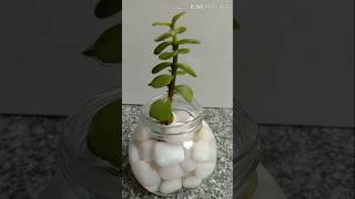 Jada Plant decor DIY Jada Plant decor ideasshorts [upl. by Dnomsad]