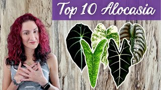 10 Must Have Alocasia Plants [upl. by Kacie]