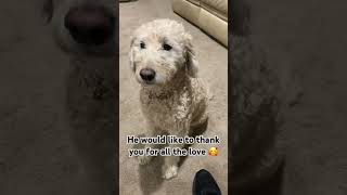 Mr Darcy has something to tell you 500subs viralvideo shorts subscribe goldendoodle dog [upl. by Cleodal]