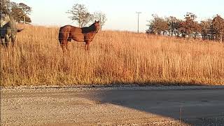 out on the ranch horse reaction to airgun funny chrislang5659 [upl. by Wolfram]