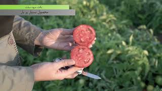 Bernetta Tomato Seedبازدید کارشناسان مجموعه مزرعه دانش از مزرعه گوجه فرنگی برنتا [upl. by Assilam769]