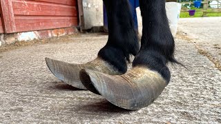 Trimming Extremely Long Hooves On A Shetland Pony [upl. by Abran57]