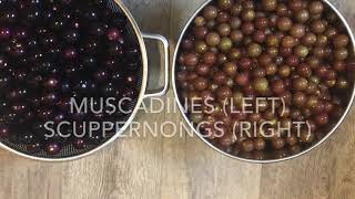 Making Muscadine And Scuppernong Jelly [upl. by Hteazile80]