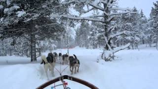 Husky Racing  Dog Sledding in Saariselska Lapland [upl. by Irrot]