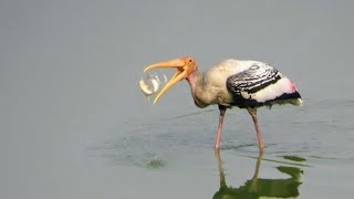 BIRD EATING FISH  A Lazy Stork Hunting Fish Under the Water [upl. by Mundy]