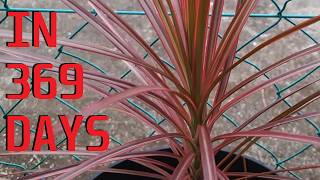 How to grow Dracaena Marginata Tricolor from cuttings [upl. by Terena]