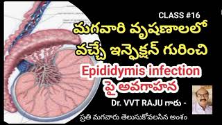 Class 16 మగవారి వృషణాలలో వచ్చే ఇన్ఫెక్షన్  Epididymis infection పై అవగాహన  Dr VVT RAJU [upl. by Idnam]