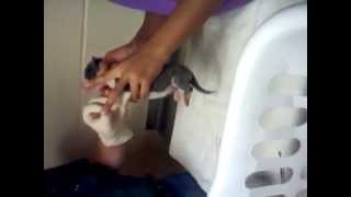 Great Dane Puppy Getting Their Dew Claws Removed OUCH [upl. by Stultz]