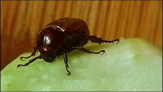 quotBeetle BrownGolden Beetle Carambicidaequot wildlifeconservationist fruit wildlife nature bio [upl. by Ominorej920]