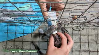 Orphaned baby monkey being taught how to drink from a bottle [upl. by Lrak]