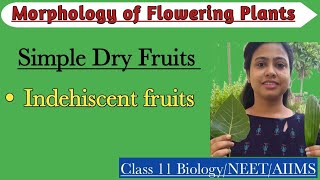 Fruits  Simple Dry Indehiscent Fruit  Morphology of Flowering Plants  Class 11 Biology NEET AIIMS [upl. by Carena354]