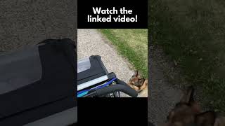 STOP Animal Chasing Dog Prey Drive Training [upl. by Alexio699]