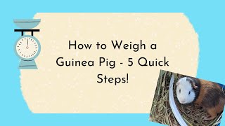 How to weigh a guinea pig  5 quick steps [upl. by Letnuahc]