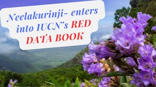 Urgent update Neelakurinji flower declared quotVulnerablequot by IUCN RED DATA BOOK [upl. by Aila]