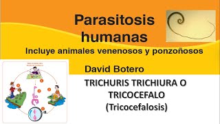 TRICHURIS TRICHIURA TRICOCEFALO Parasitosis humanas David Botero [upl. by Atinel]