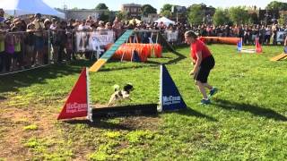 Hippy Shakes first Agility Show [upl. by Ttehc]