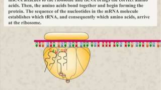 Protein Synthesis Animation [upl. by Aihsak]