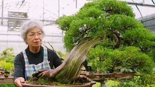 Bonsai the Endless Ritual  Extraordinary Rituals  BBC Earth Explore [upl. by Sid]