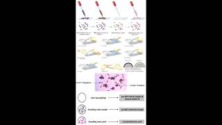 Applications of Bacterial Gram Positive and Negative Stain geneticteacher [upl. by Lord]