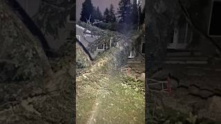 Tree Falls on Home During Bomb Cyclone [upl. by Sclater638]